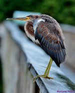 DSC_7414_001.JPG