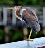 DSC_7417_001.JPG