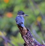 DSC_7430_001.JPG