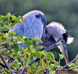 DSC_7496_001.JPG