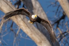 EagleFlight-418.jpg