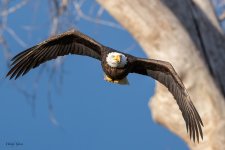 EagleFlight-419.jpg
