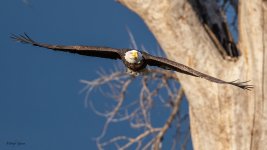 EagleFlight-420.jpg