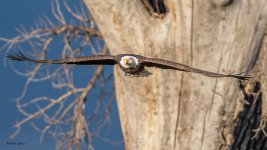 EagleFlight-421.jpg