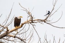 EagleMagpie-415.jpg