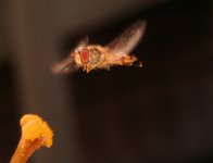 Dscf0013 hoverfly landing approach small.jpg