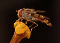 Dscf0019 Hoverfly feeding on lily small 2.jpg