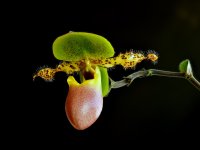Pinocchio 121025 LS225 DS170 NS20 W5.jpg