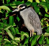 DSC_7518_001.JPG