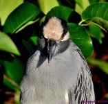 DSC_7543_001.JPG