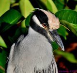 DSC_7550_001.JPG