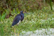 DSC_7937-DeNoiseAI-low-light.jpg