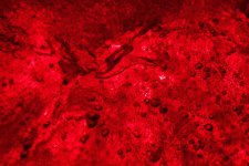 Red Abstract.jpg