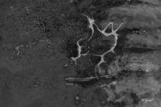 a common item 2 sm.jpg