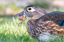 WoodDuckAcorn-423.jpg