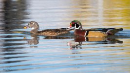 WoodDuckAcorn-424.jpg