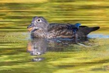 WoodDuckAcorn-425.jpg