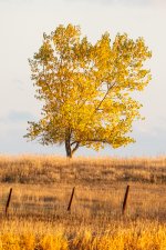 AutumnTree-423.jpg