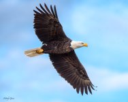 EagleFlight-429.jpg