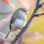 Junco-429.jpg