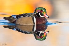 WoodDuckReflection-430.jpg