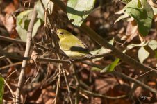 Tennesseewarbler10_2025 sm.jpg