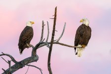 EaglesSunrise-431.jpg