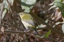 Tennesseewarblertest before Tphoto sm.jpg