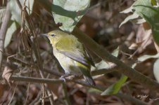 Tennesseewarblertest Tphoto sm.jpg