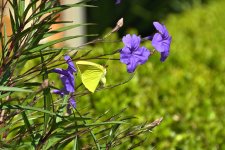 Cloudless Sulphur.jpg