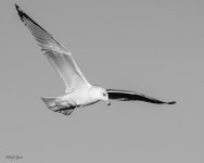 GullBW-431.jpg