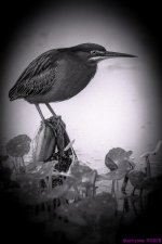 Green Heron bw_001.JPG
