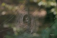 spider web sm.jpg
