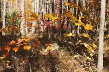 Leaves in the woods sm.jpg