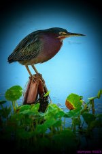 Green Heron vignette_001.JPG