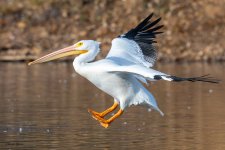 PelicanLanding-440.jpg