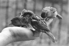 _D819818 Sparrers 1.jpg