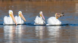 PelicansJealous-442.jpg