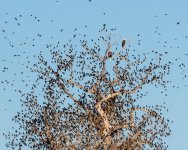 EagleBlackbirdTree-442.jpg