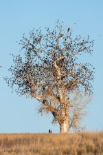 EagleBlackbirdTree-443.jpg