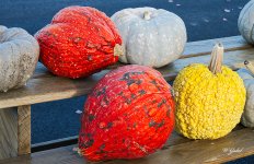 Colorfulpumpkins3 sm.jpg
