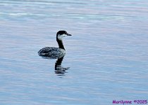 DSC_0333 copy_001.JPG