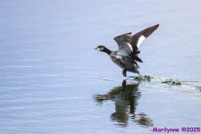 DSC_0404 copy_001.JPG