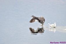 DSC_408 copy_001.JPG