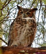 DSC_0631 copy_001.JPG