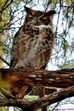 DSC_0635_stitch copy_001.JPG