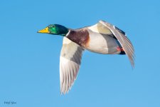 MallardFlight-451.jpg