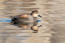 Gadwall-451.jpg