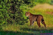 DSC_1359 copy_001_01.JPG