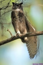 DSC_0784 copy_001_01.JPG